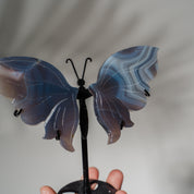Achat Schmetterling 36E