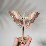 Mexikanischer Achat Schmetterling 36MMB