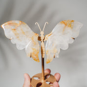 Golden Healer Schmetterling 36GC