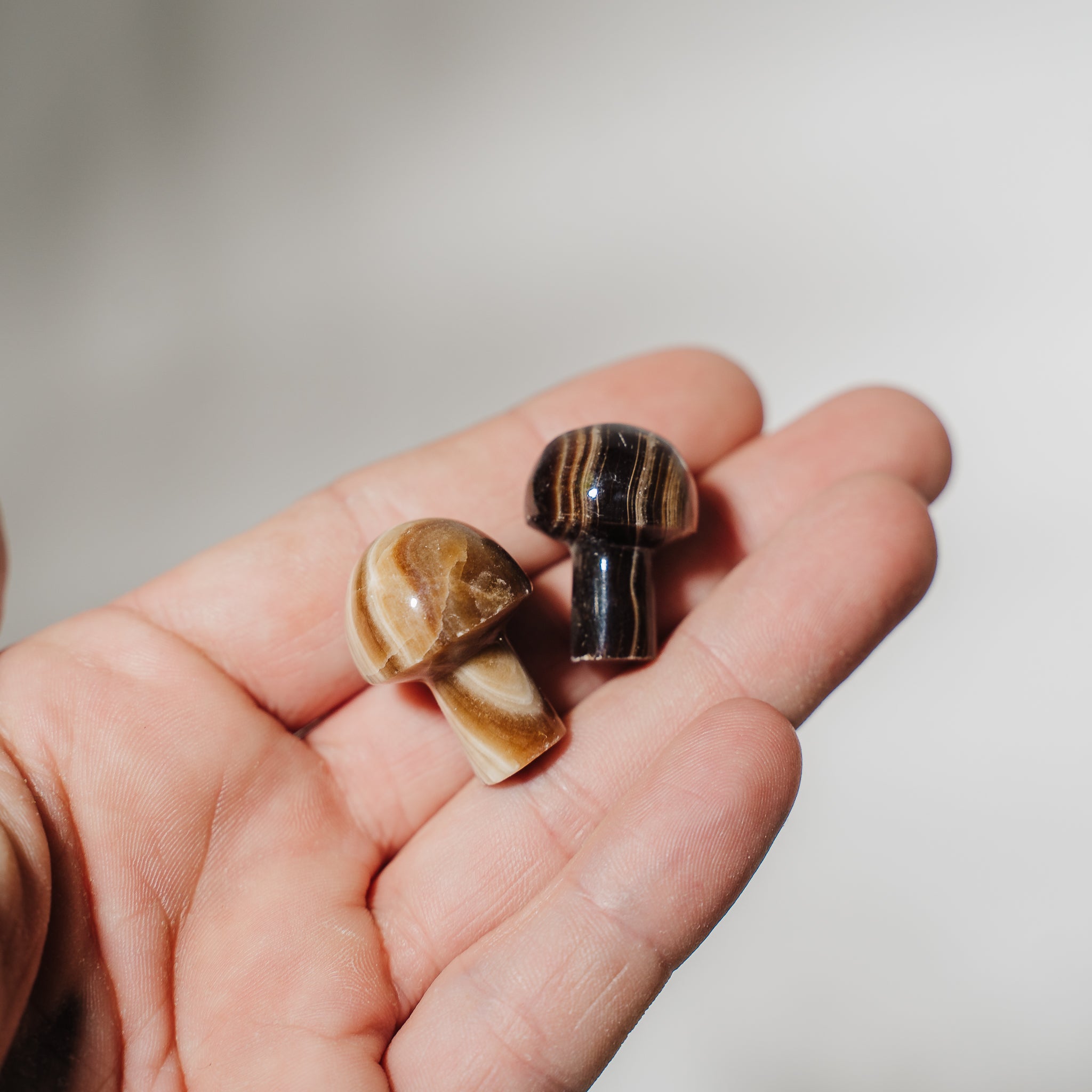 Mini Pilze I Mushrooms aus Pakistan